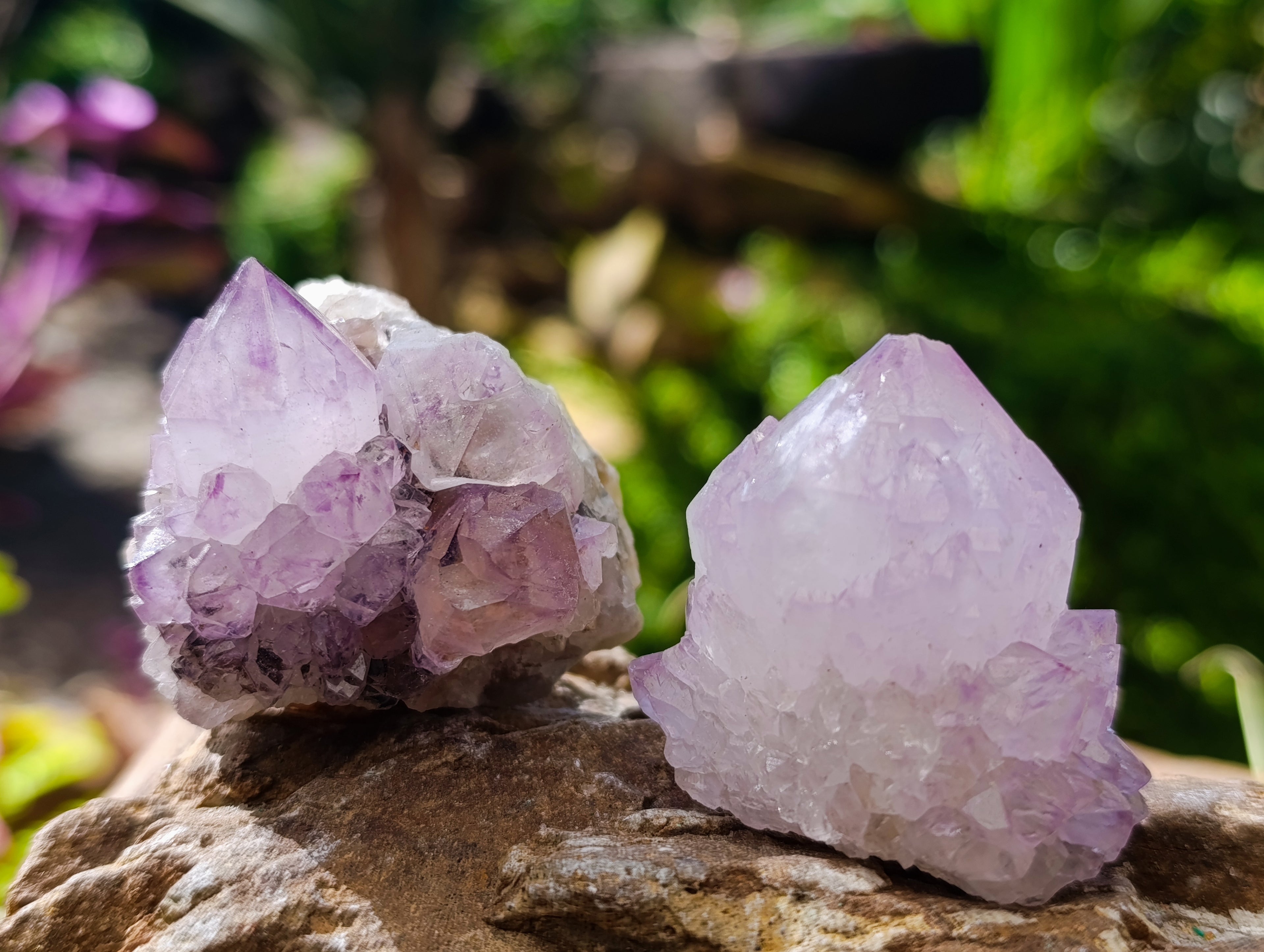 Natural Sunburst Spirit Amethyst Cactus Flower Quartz Clusters And Crystals x 12 From Boekenhouthoek, South Africa - Toprock Gemstones and Minerals 