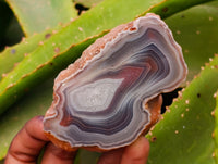 Polished On One Side Red Sashe River Agate Nodules x 6 From Sashe River, Zimbabwe