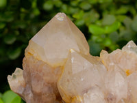 Natural Selected Luena Smokey Phantom Quartz Clusters x 2 From Congo