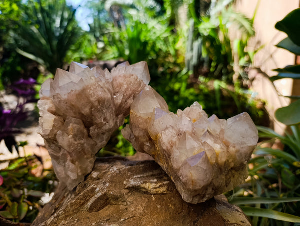 Natural Selected Luena Smokey Phantom Quartz Clusters x 2 From Congo