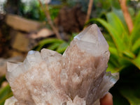 Natural Selected Luena Smokey Phantom Quartz Clusters x 2 From Congo