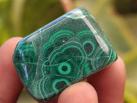 Polished Malacolla Free Forms x 35 From Kulukuluku, Congo