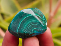 Polished Malacolla Free Forms x 35 From Kulukuluku, Congo