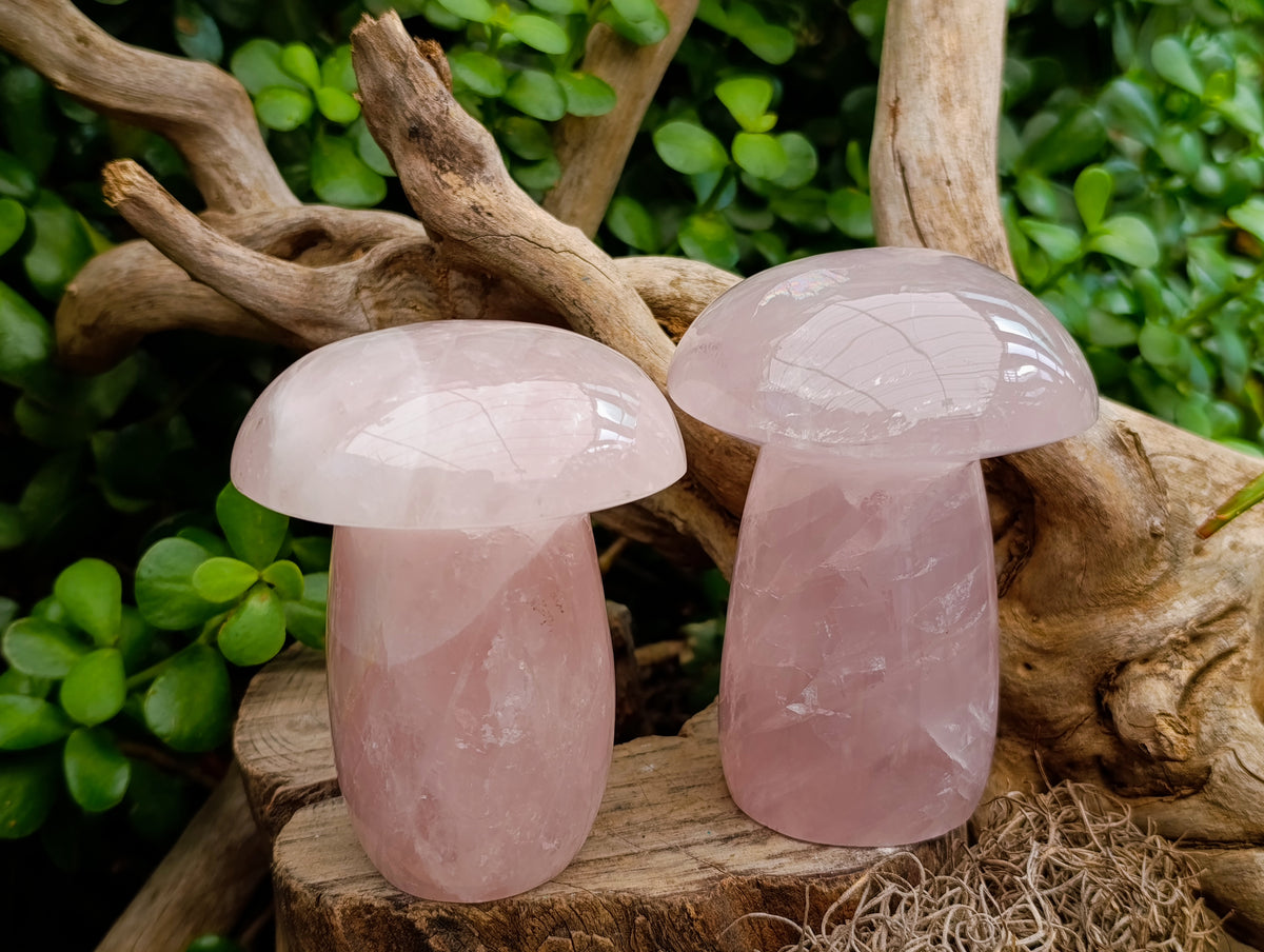 Polished XL Rose Quartz Mushrooms x 3 From Madagascar - Toprock Gemstones and Minerals 