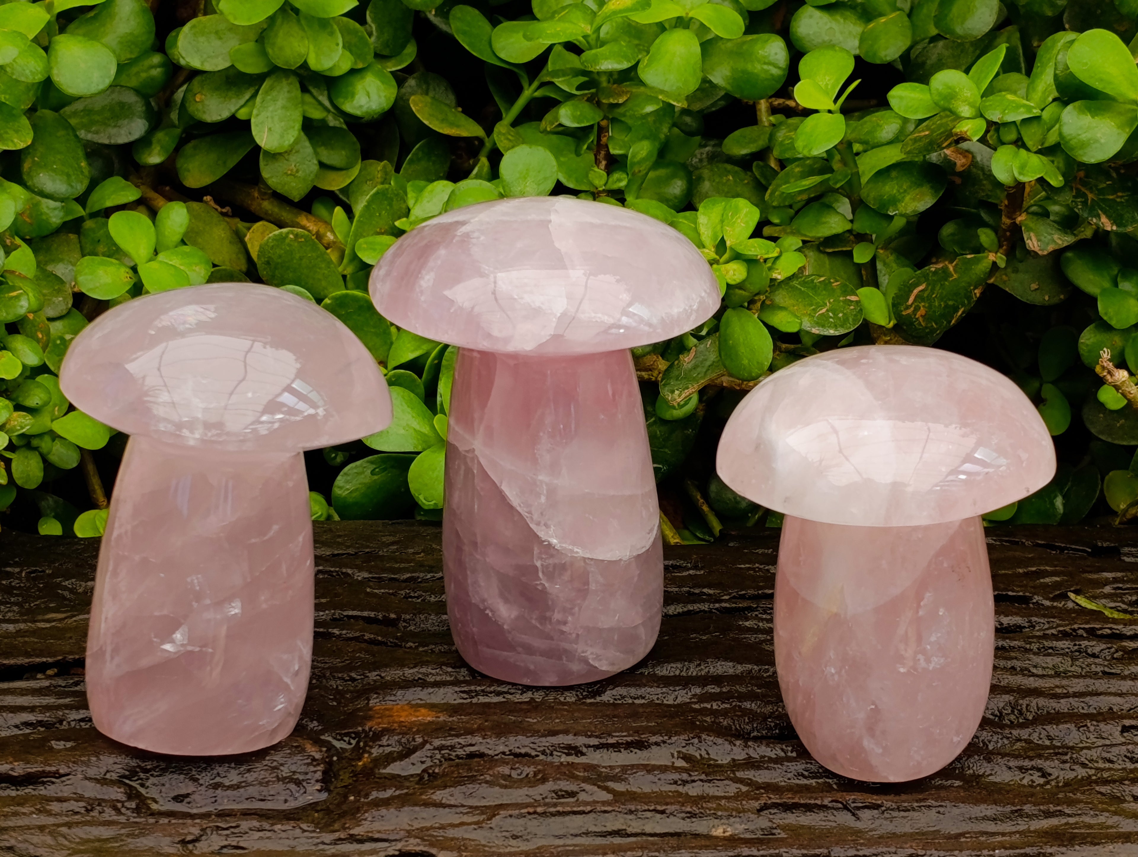 Polished XL Rose Quartz Mushrooms x 3 From Madagascar - Toprock Gemstones and Minerals 