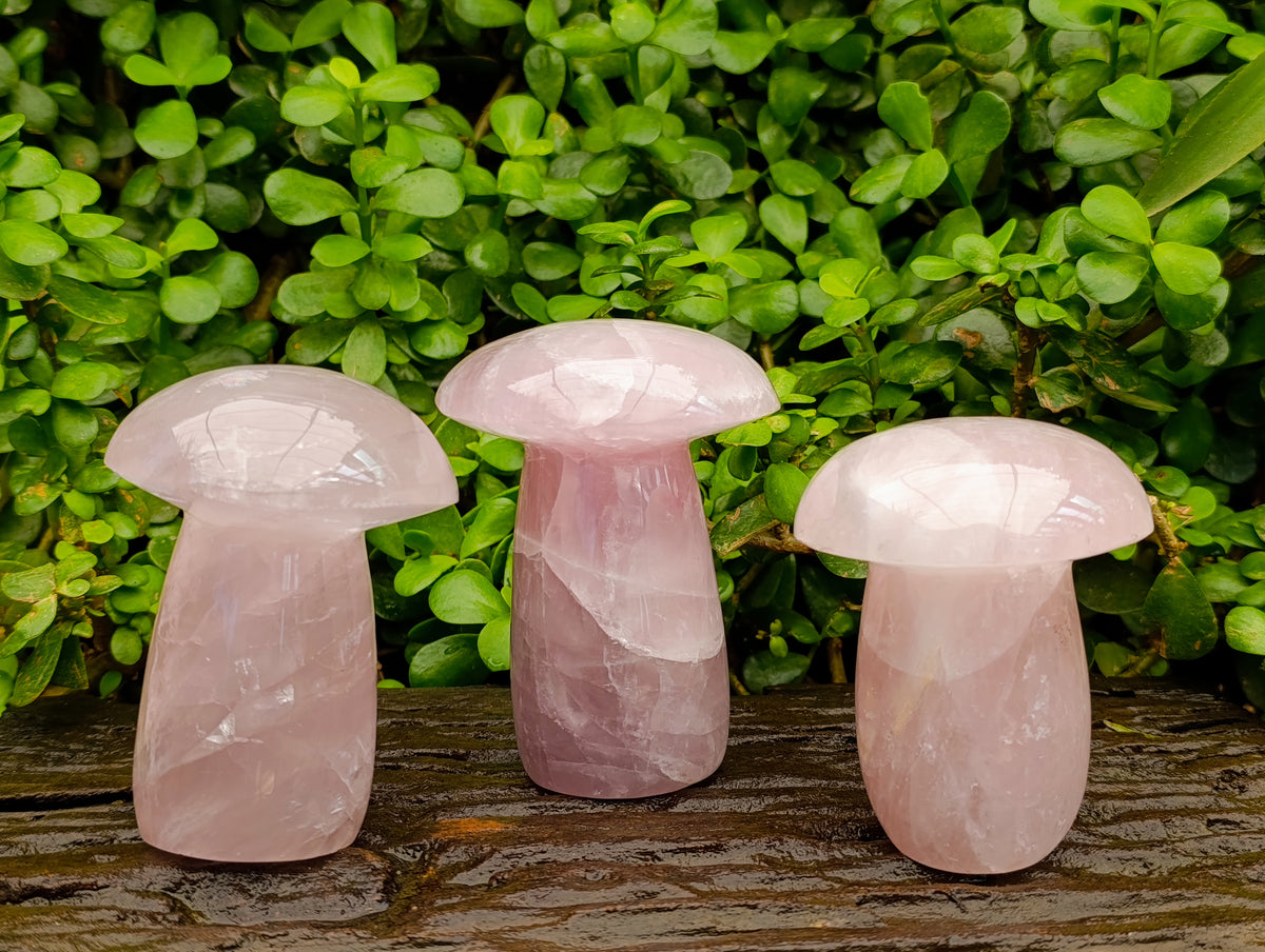Polished XL Rose Quartz Mushrooms x 3 From Madagascar - Toprock Gemstones and Minerals 