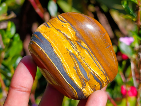 Polished Golden Tigers Eye with Banded Tiger Iron Free Forms x 12 From Prieska, South Africa