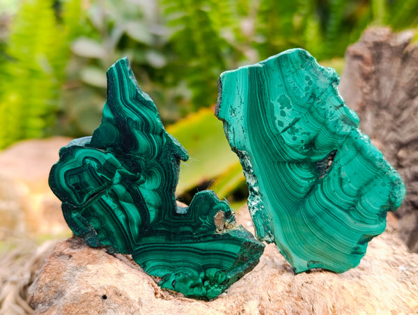 Polished Flower Banded Malachite Slices x 24 From Congo