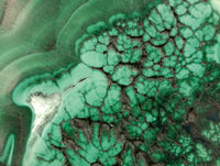 Polished Flower Banded Malachite Slices x 24 From Congo