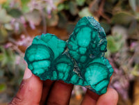 Polished Flower Banded Malachite Slices x 24 From Congo