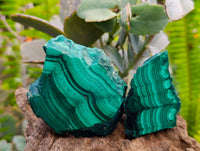Polished Flower Banded Malachite Slices x 24 From Congo