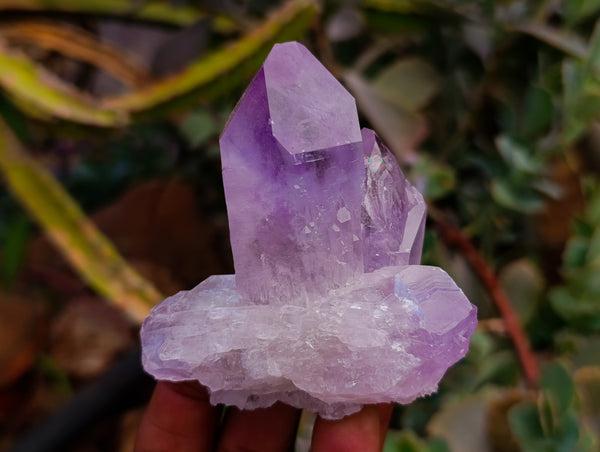 Natural Jacaranda Amethyst Quartz Crystals x 12 From Mumbwa, Zambia