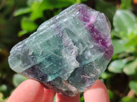 Natural Watermelon Fluorite Cobbed Specimens x 28 From Uis, Namibia