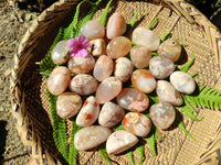 Polished Flower Agate Free Forms x 35 From Antsahalova, Madagascar