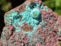 Natural Salrose Cobaltion Dolomite with Chrysocolla , Malachite , Heterogenite & Kaolinite Specimens x 12 From Kakanda, Congo
