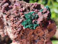 Natural Salrose Cobaltion Dolomite with Chrysocolla , Malachite , Heterogenite & Kaolinite Specimens x 12 From Kakanda, Congo