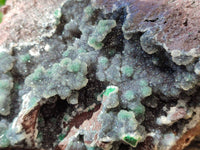 Natural Drusy Coated Ball Malachite On Dolomite Specimen x 1 From Lupoto Mine, Congo