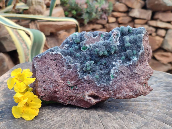 Natural Drusy Coated Ball Malachite On Dolomite Specimen x 1 From Lupoto Mine, Congo