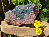 Natural Drusy Coated Ball Malachite On Dolomite Specimen x 1 From Lupoto Mine, Congo