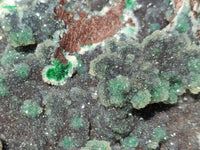 Natural Drusy Coated Ball Malachite On Dolomite Specimen x 1 From Lupoto Mine, Congo