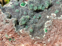 Natural Drusy Coated Ball Malachite On Dolomite Specimen x 1 From Lupoto Mine, Congo