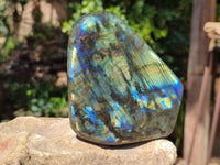 Polished Labradorite Standing Free Forms x 3 From Tulear, Madagascar