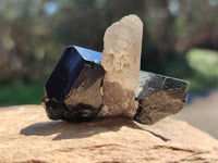Natural Schorl Black Tourmaline with Smokey Quartz x 12 From Erongo, Namibia