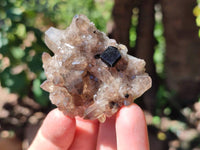 Natural Schorl Black Tourmaline with Smokey Quartz x 12 From Erongo, Namibia