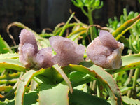 Natural Small Amethyst Spirit Quartz Clusters x 20 From Boekenhouthoek, South Africa