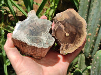 Polished On One Side Petrified Wood Branches x 4 From Gokwe, Zimbabwe
