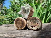 Polished On One Side Petrified Wood Branches x 4 From Gokwe, Zimbabwe