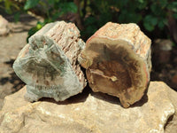 Polished On One Side Petrified Wood Branches x 4 From Gokwe, Zimbabwe