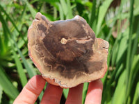 Polished On One Side Petrified Wood Branches x 4 From Gokwe, Zimbabwe