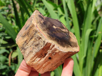 Polished On One Side Petrified Wood Branches x 4 From Gokwe, Zimbabwe