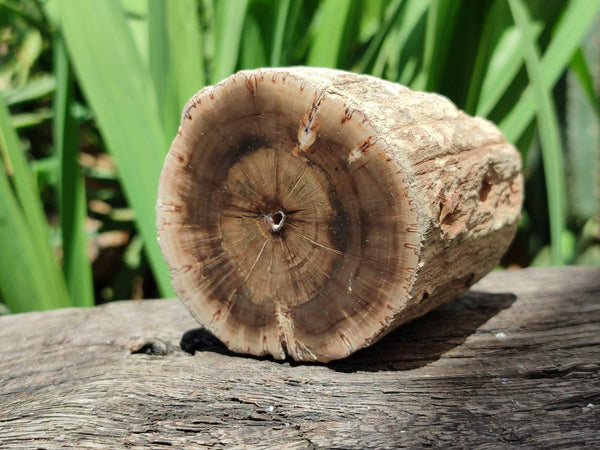 Polished On One Side Petrified Wood Branches x 4 From Gokwe, Zimbabwe