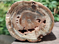 Polished On One Side Petrified Wood Branches x 4 From Gokwe, Zimbabwe