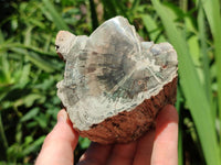 Polished On One Side Petrified Wood Branches x 4 From Gokwe, Zimbabwe
