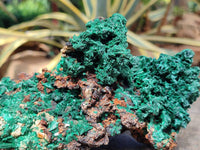 Natural Silky Acicular Malachite Specimen Dolomite Matrix x 1 From Kasompe, Congo