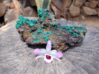 Natural Silky Acicular Malachite Specimen Dolomite Matrix x 1 From Kasompe, Congo