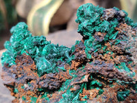 Natural Silky Acicular Malachite Specimen Dolomite Matrix x 1 From Kasompe, Congo
