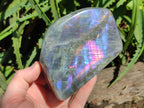 Polished Purple Flash Labradorite Standing Free Forms x 2 From Tulear, Madagascar - Toprock Gemstones and Minerals 