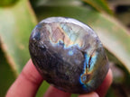 Polished Labradorite Galets x 20 From Tulear, Madagascar - Toprock Gemstones and Minerals 