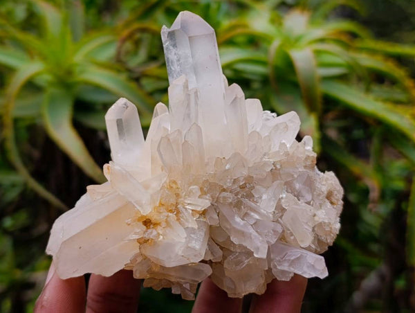 Natural Multi-Terminated Quartz Clusters x 12 From Madagascar