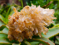 Natural Multi-Terminated Quartz Clusters x 12 From Madagascar