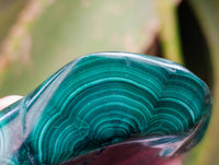 Polished Flower Banded Malachite Free Forms x 12 From Congo