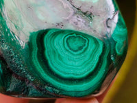Polished Flower Banded Malachite Free Forms x 12 From Congo