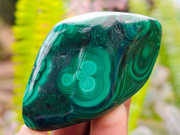 Polished Flower Banded Malachite Free Forms x 12 From Congo