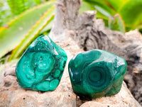 Polished Flower Banded Malachite Free Forms x 12 From Congo