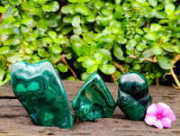 Polished Flower Banded Malachite Free Forms x 12 From Congo
