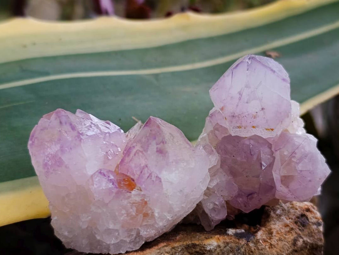 Natural Sunburst Cactus Flower Spirit Amethyst Crystals x 20 From Boekenhouthoek, South Africa - Toprock Gemstones and Minerals 